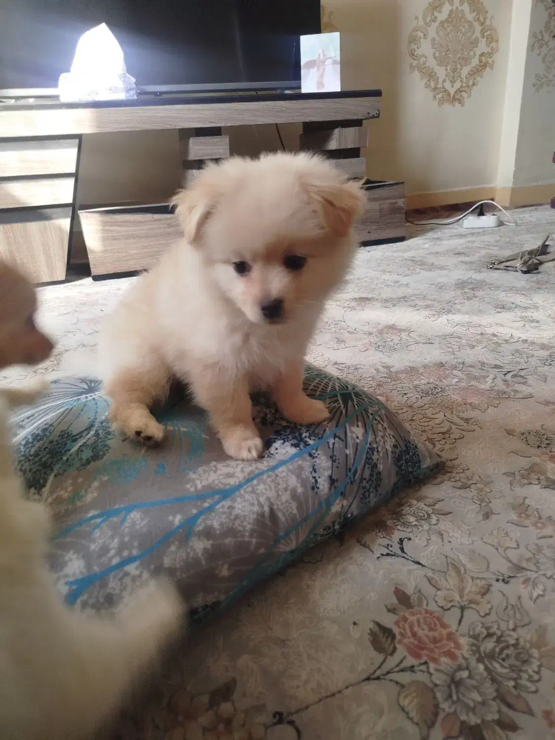 واگذاری اشپیتزپامرین|سگ|فولادشهر, B2|دیوار