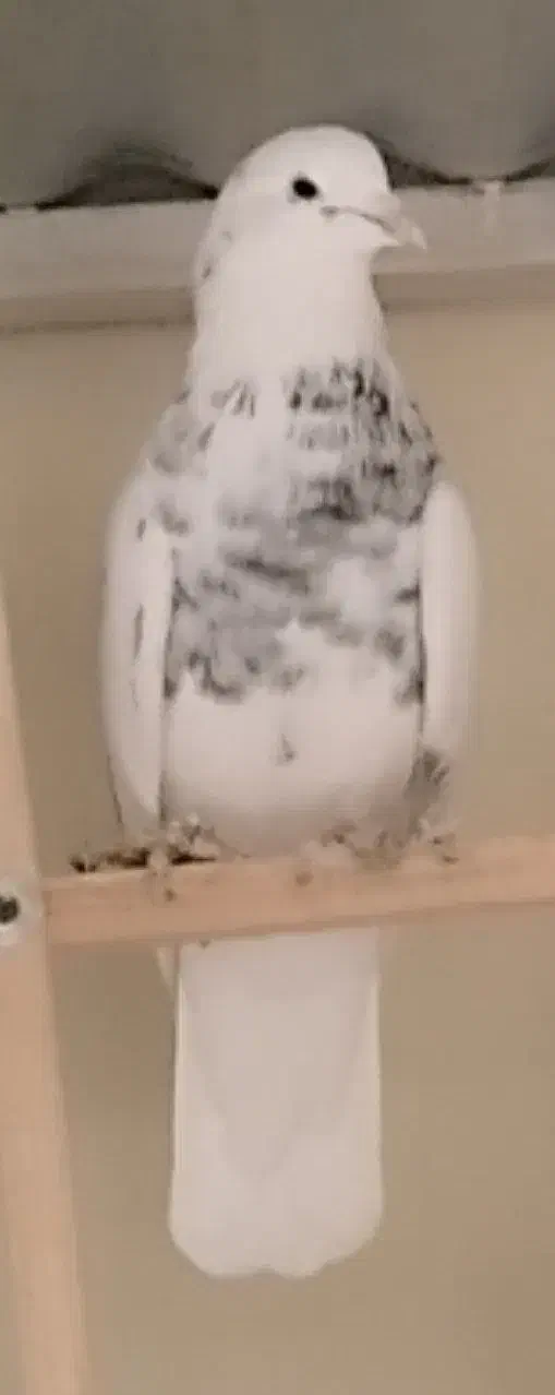 کبوتر|پرنده|تهران, فلسطین (میدان انقلاب)|دیوار