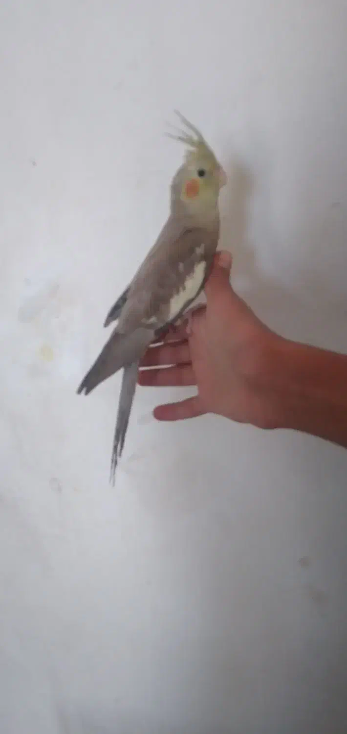 عروس هلندی دستی|پرنده|رباطکریم, شترخوار|دیوار