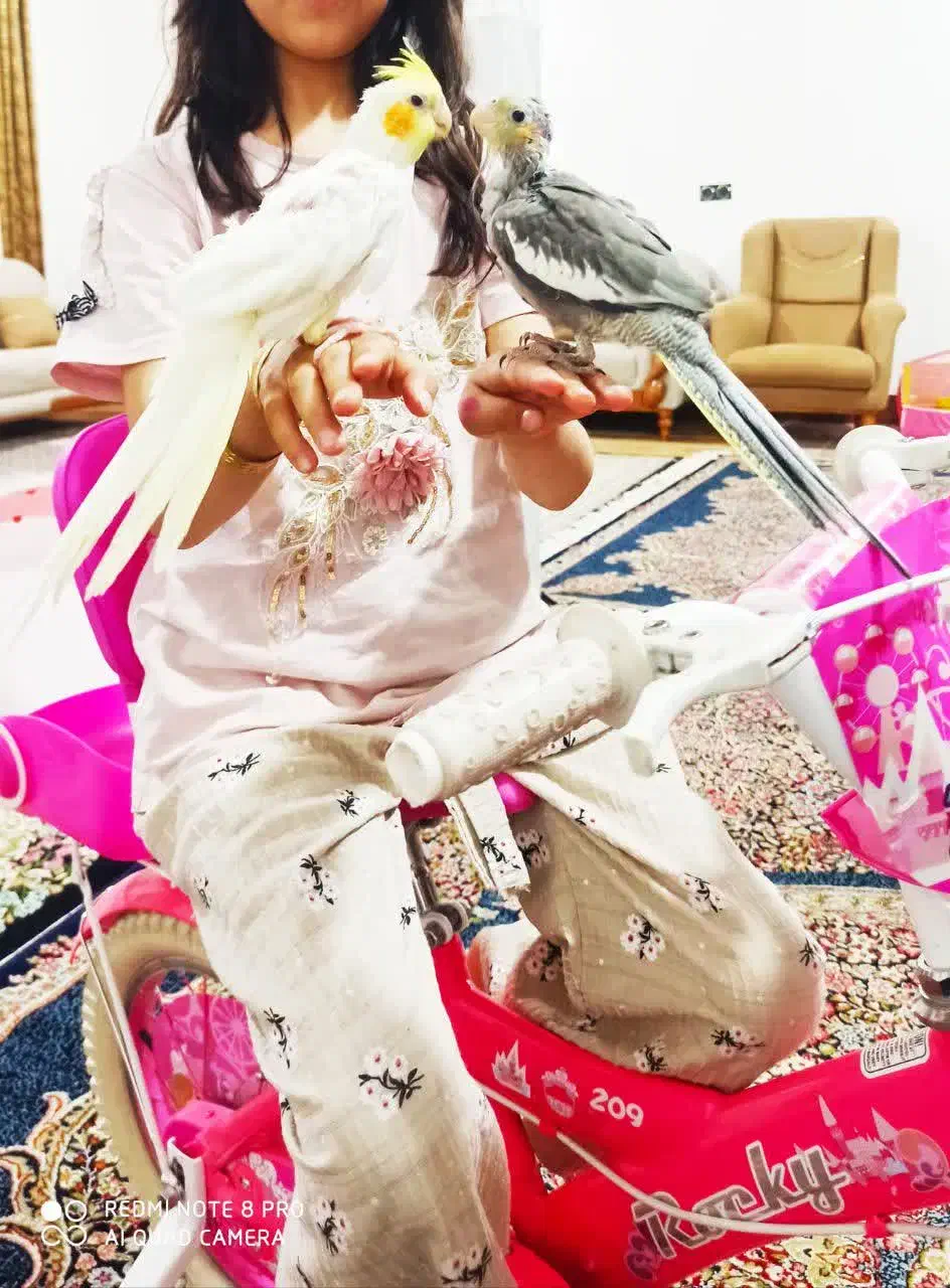 فروش دو عدد جوجه عروس هلندی دستی|پرنده|نرماشیر, |دیوار