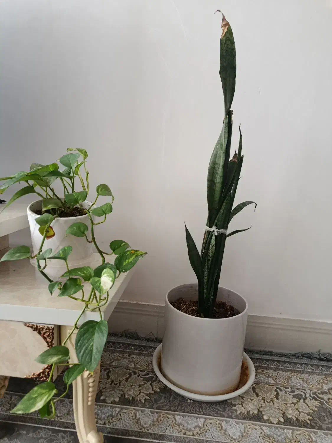 گل سانسوریا همراه گلدان سرامیکی|گل و گیاه طبیعی|گلپایگان, |دیوار