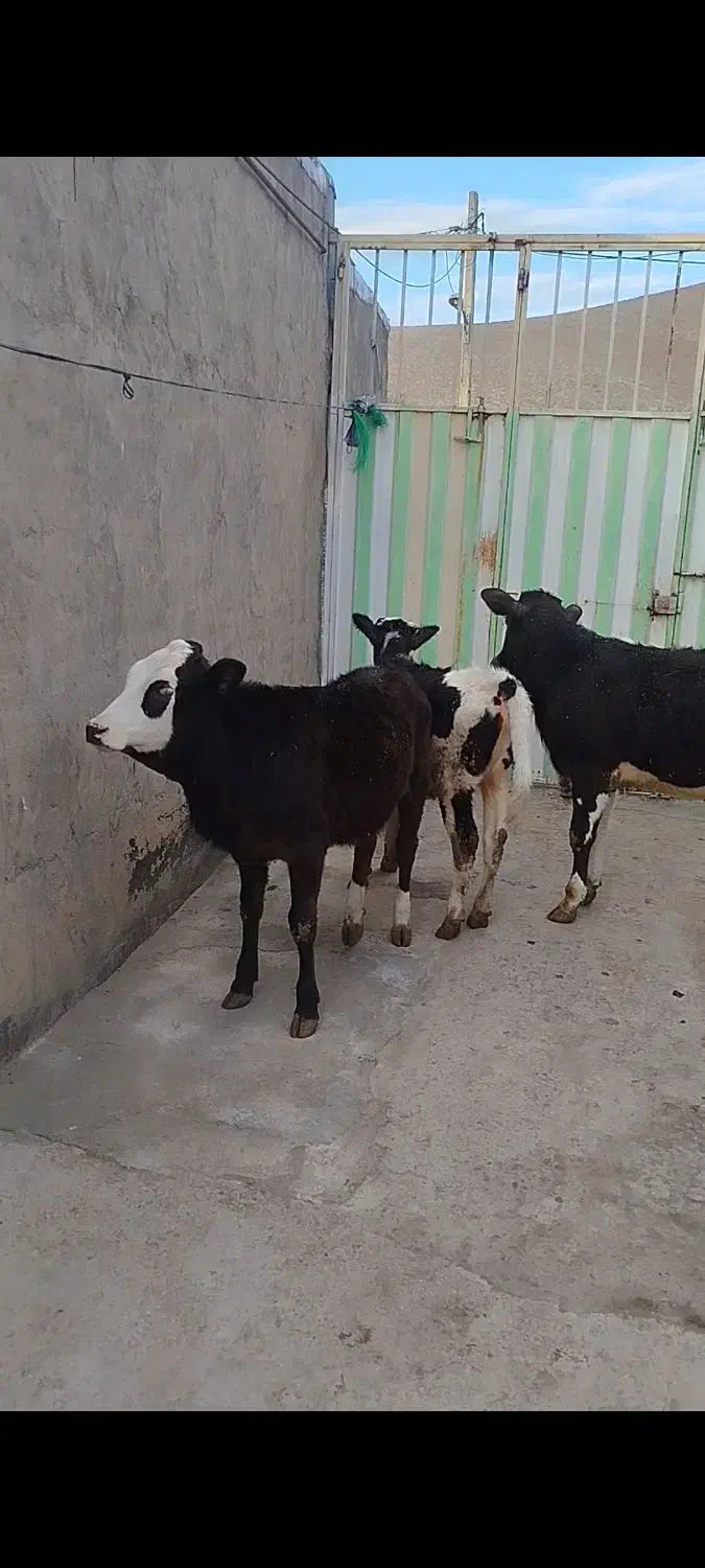 گوساله ماده|حیوانات مزرعه|بیرانوند, |دیوار