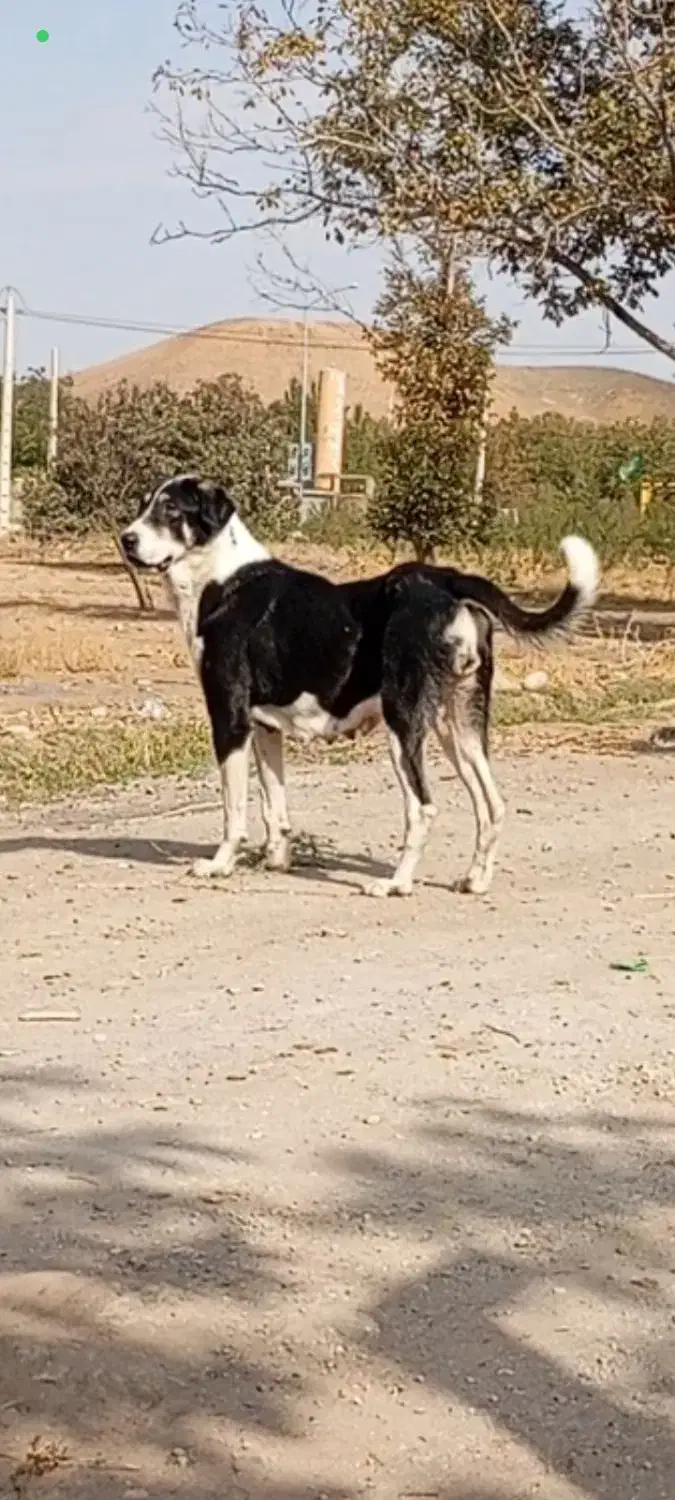 عراقی،الابای سرابی،عراقی .پژدر 19ماهه|سگ|عجب شیر, |دیوار