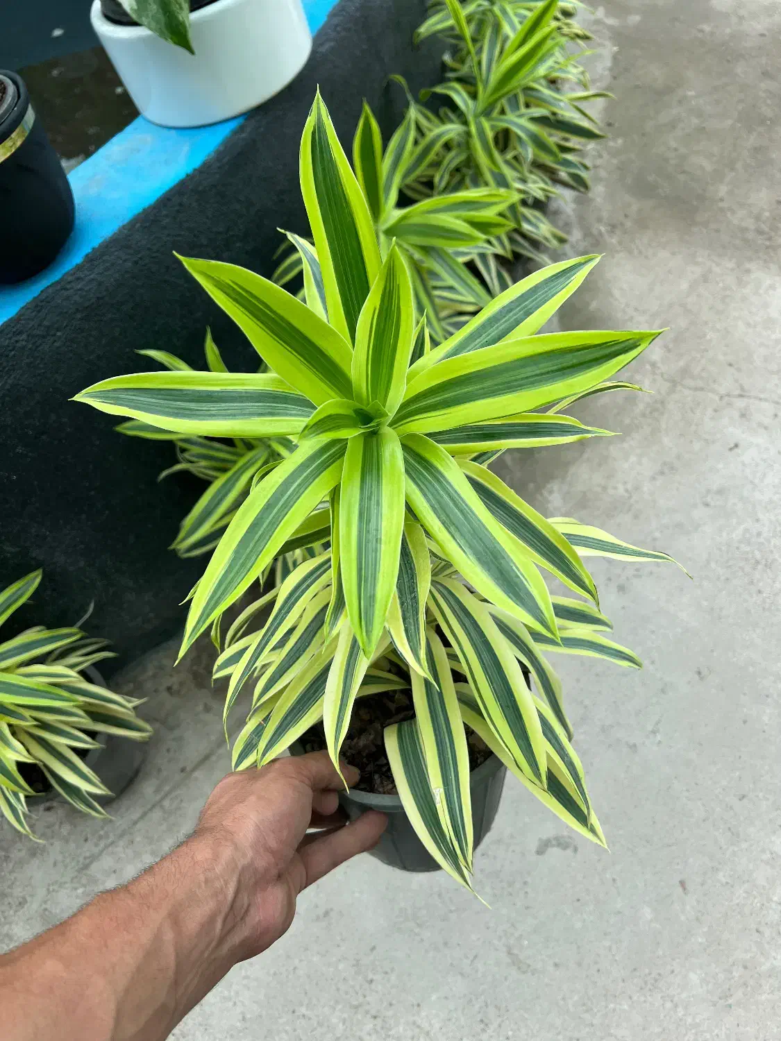 پیله موا طلایی|گل و گیاه طبیعی|رشت, بیجارپس|دیوار