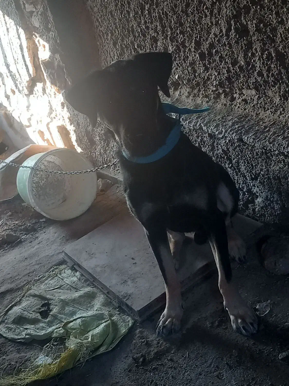 سگ دوبرمن نر|سگ|گرگان, |دیوار