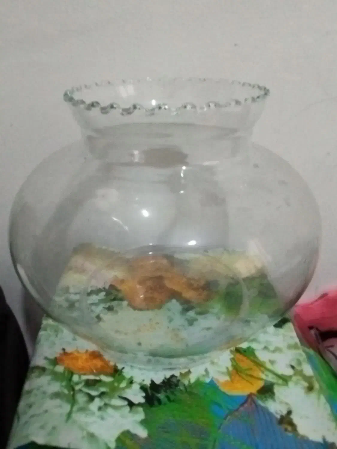 تنگ|ماهی|زنجان, |دیوار