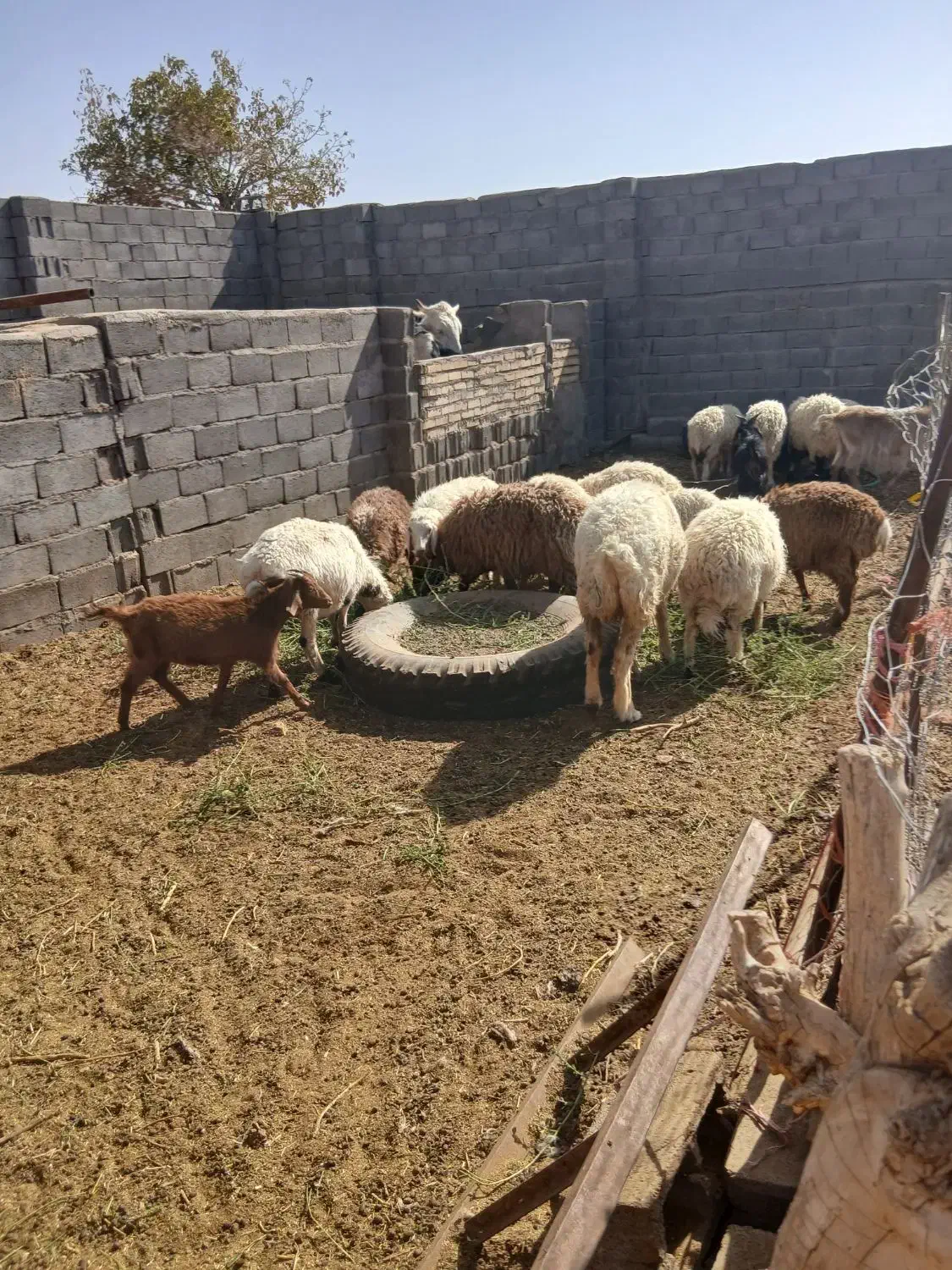 بره نر و ماده و میش|حیوانات مزرعه|آیسک, |دیوار