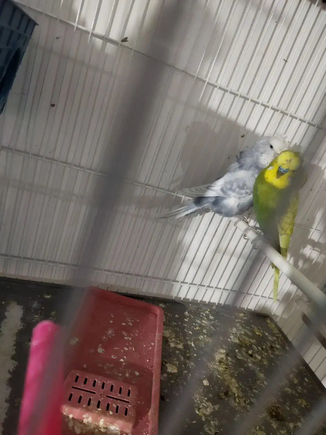 مرغ عشق پروانه ای با تخم|پرنده|تربت‌حیدریه, شهرک ولیعصر|دیوار