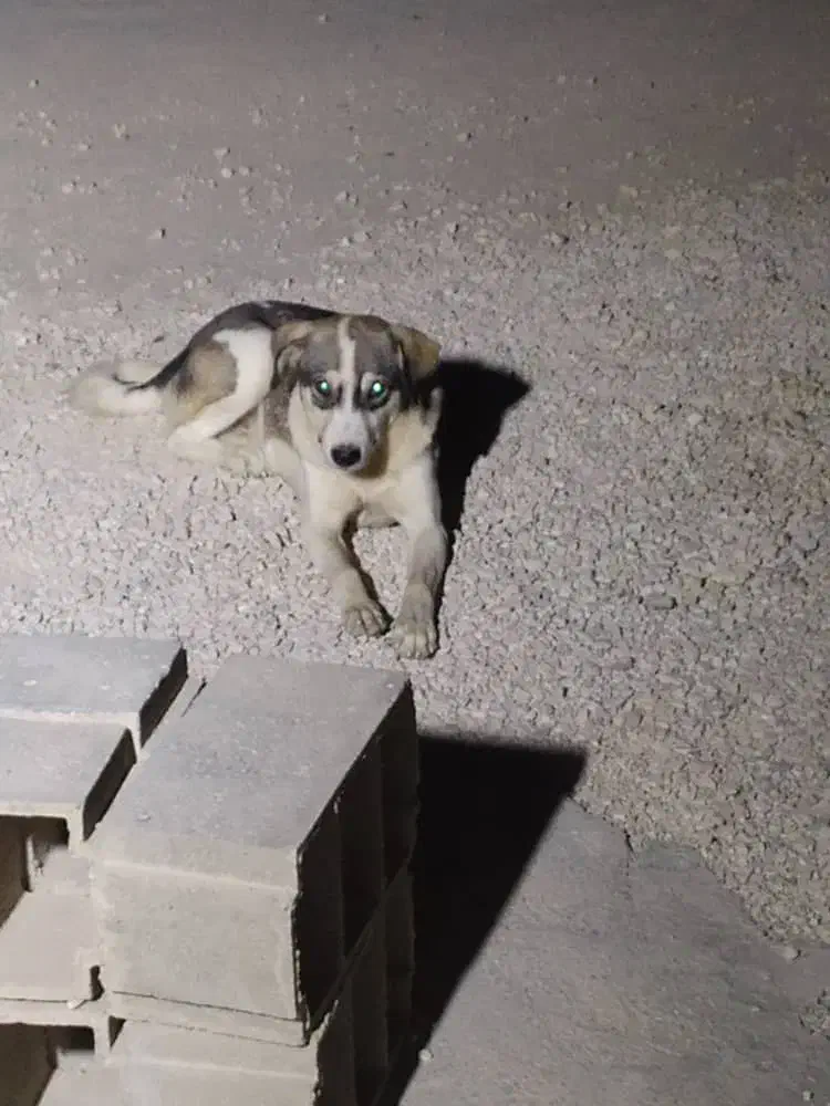 سگ  دورگه هاسکی و بومی|سگ|شیراز, بریجستون|دیوار