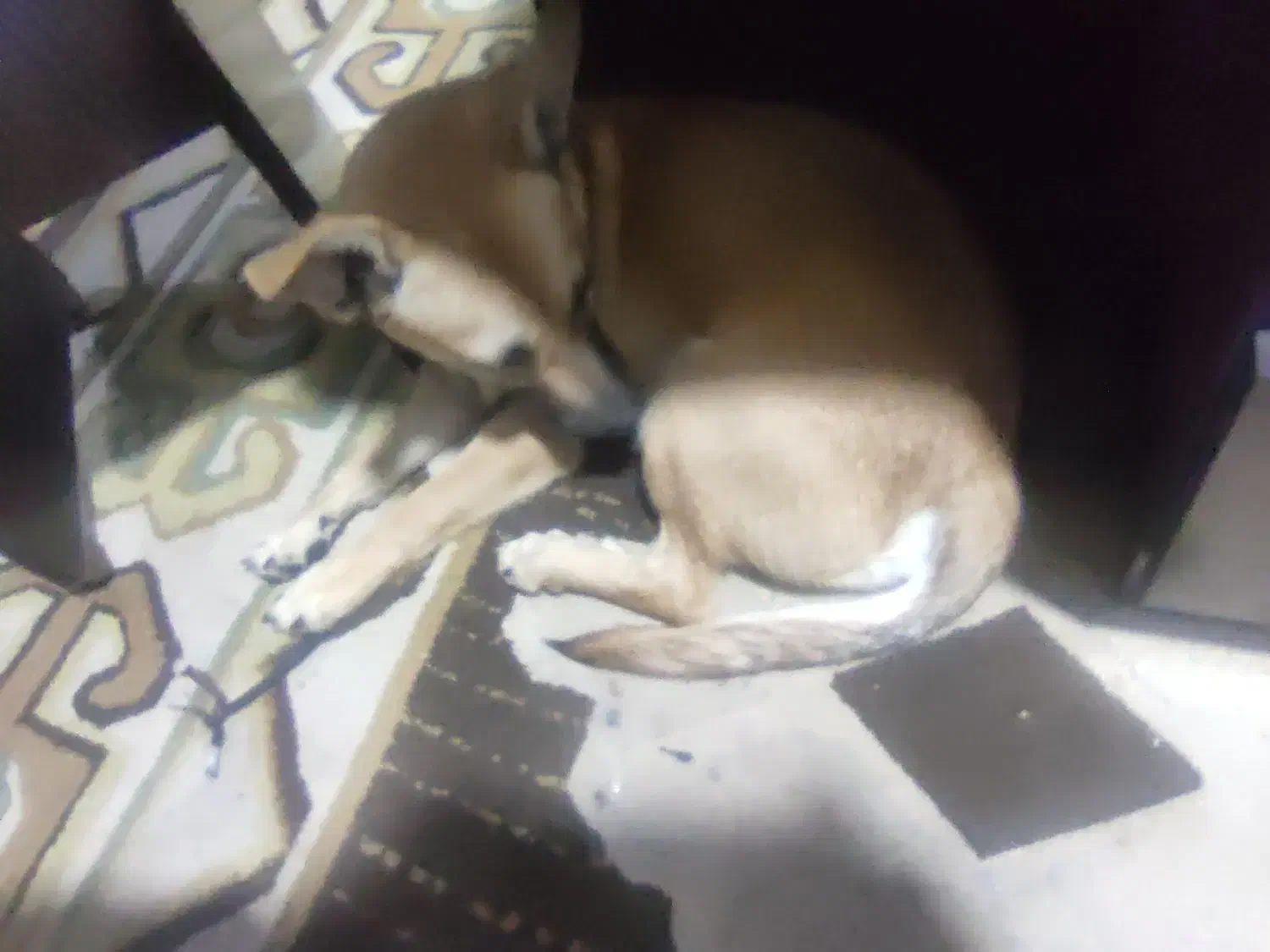 فروش سگ|سگ|شوشتر, |دیوار