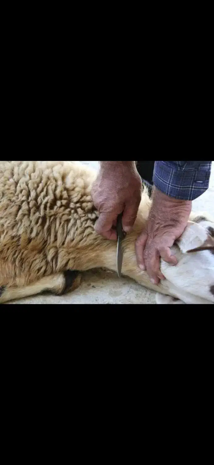 ذبح گوسفند|خدمات پذیرایی، مراسم|مرند, |دیوار