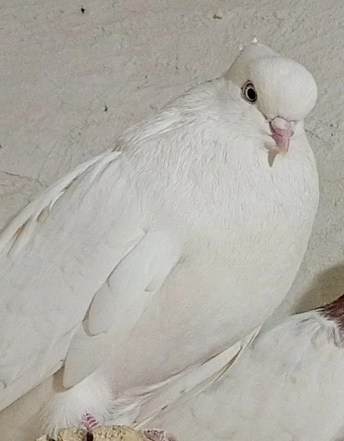 یک جفت سفید|پرنده|بستان آباد, |دیوار