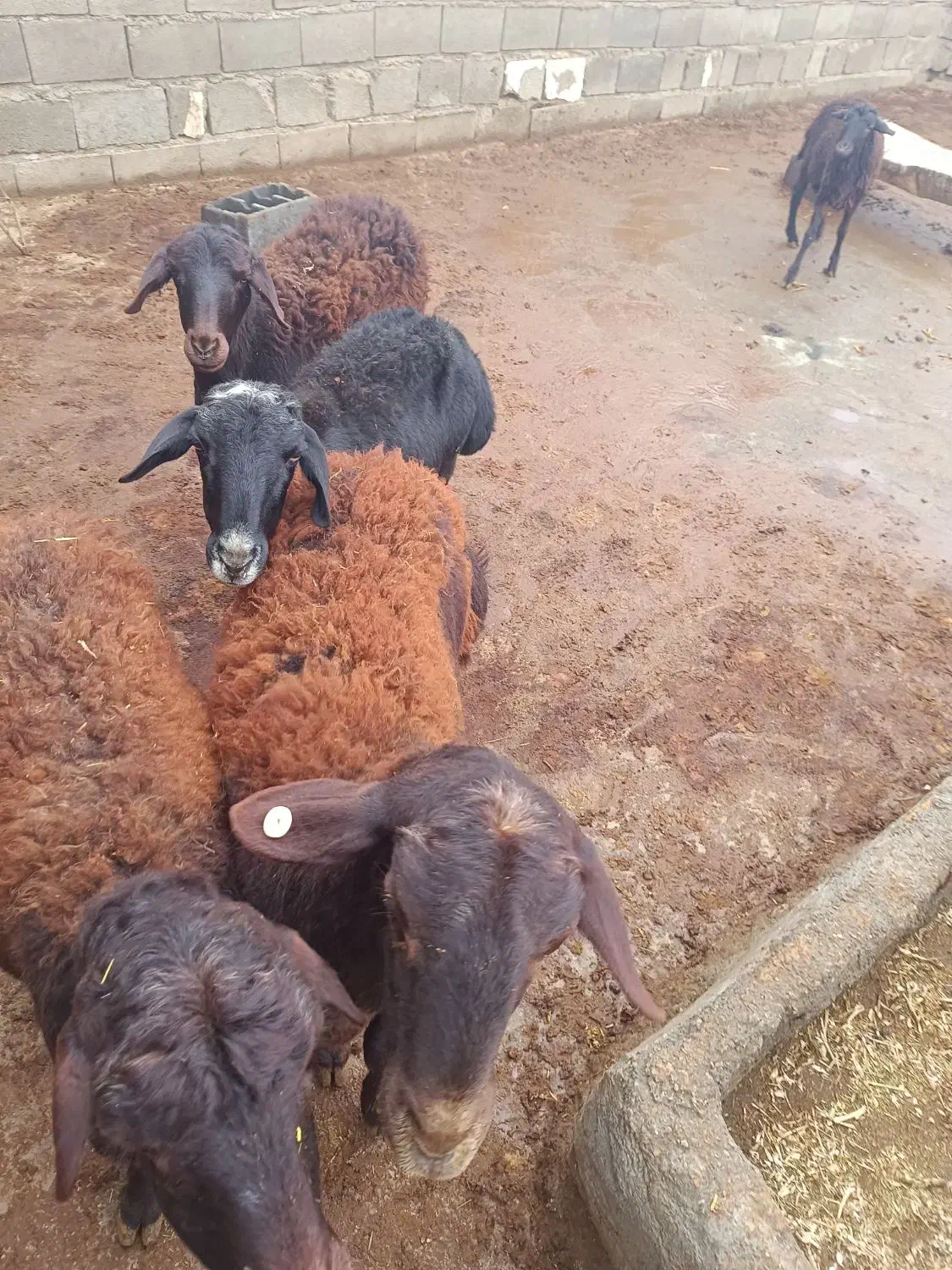 گوسفند با یه بره نر|حیوانات مزرعه|قیدار, |دیوار