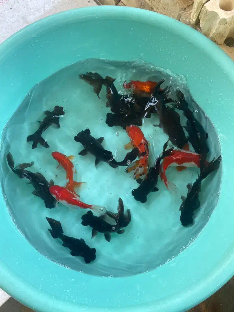 ماهی عمده|ماهی|خرمشهر, |دیوار