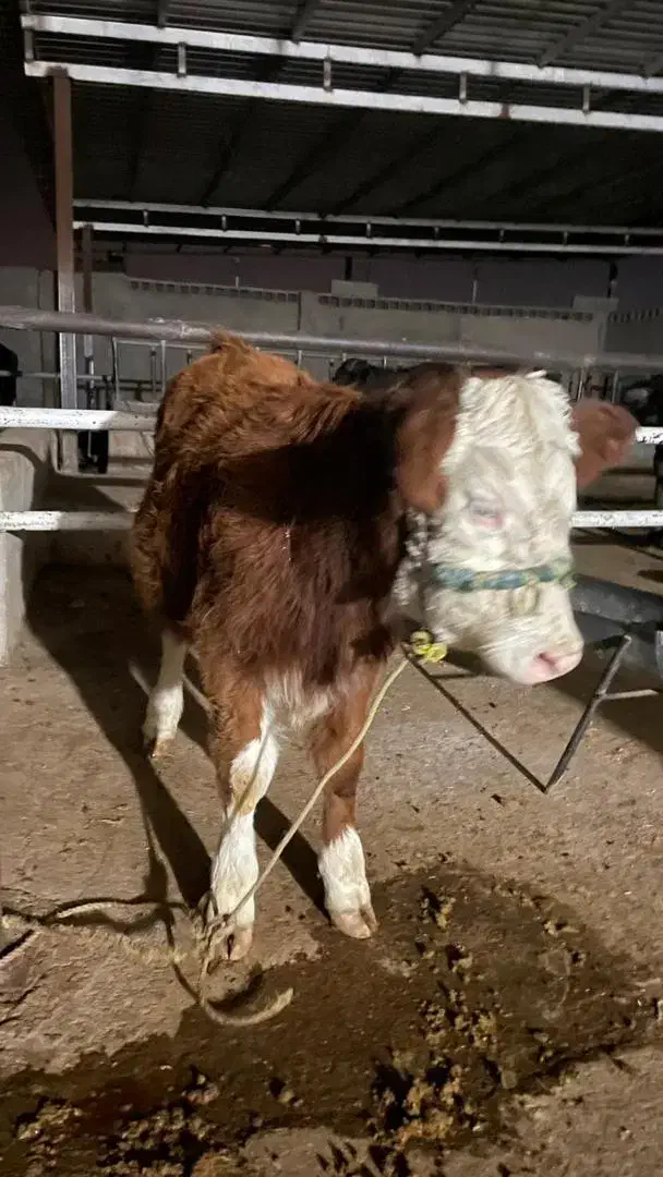 گوساله ماده سیمینتال|حیوانات مزرعه|مسجد سلیمان, |دیوار