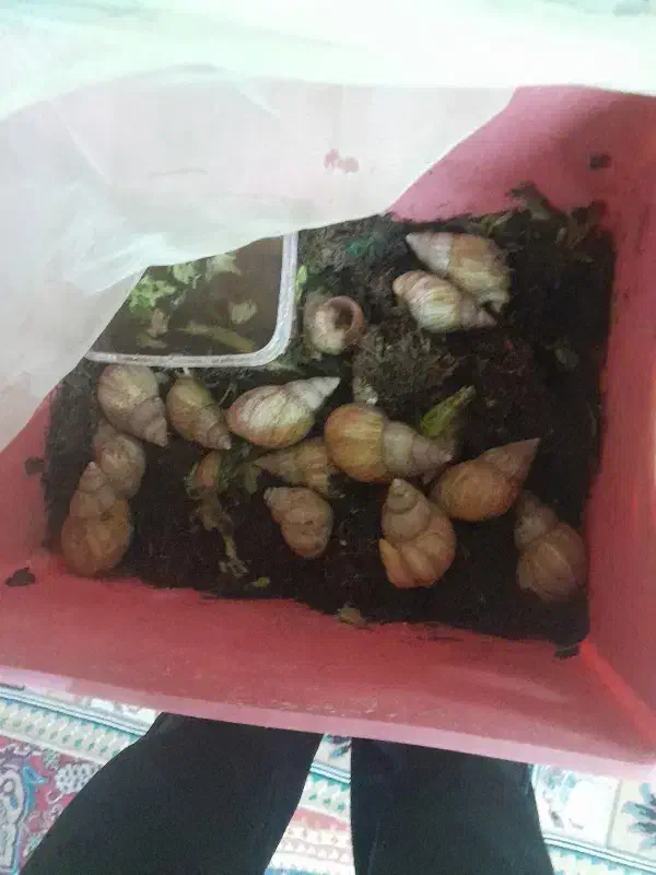 حلزون|خزنده|تهران, تولید دارو|دیوار