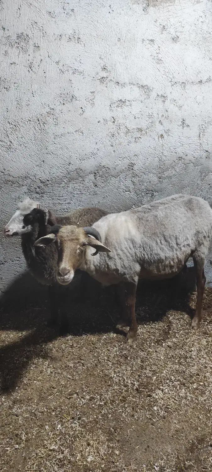 گوسفند با بره نر|حیوانات مزرعه|رویان, |دیوار