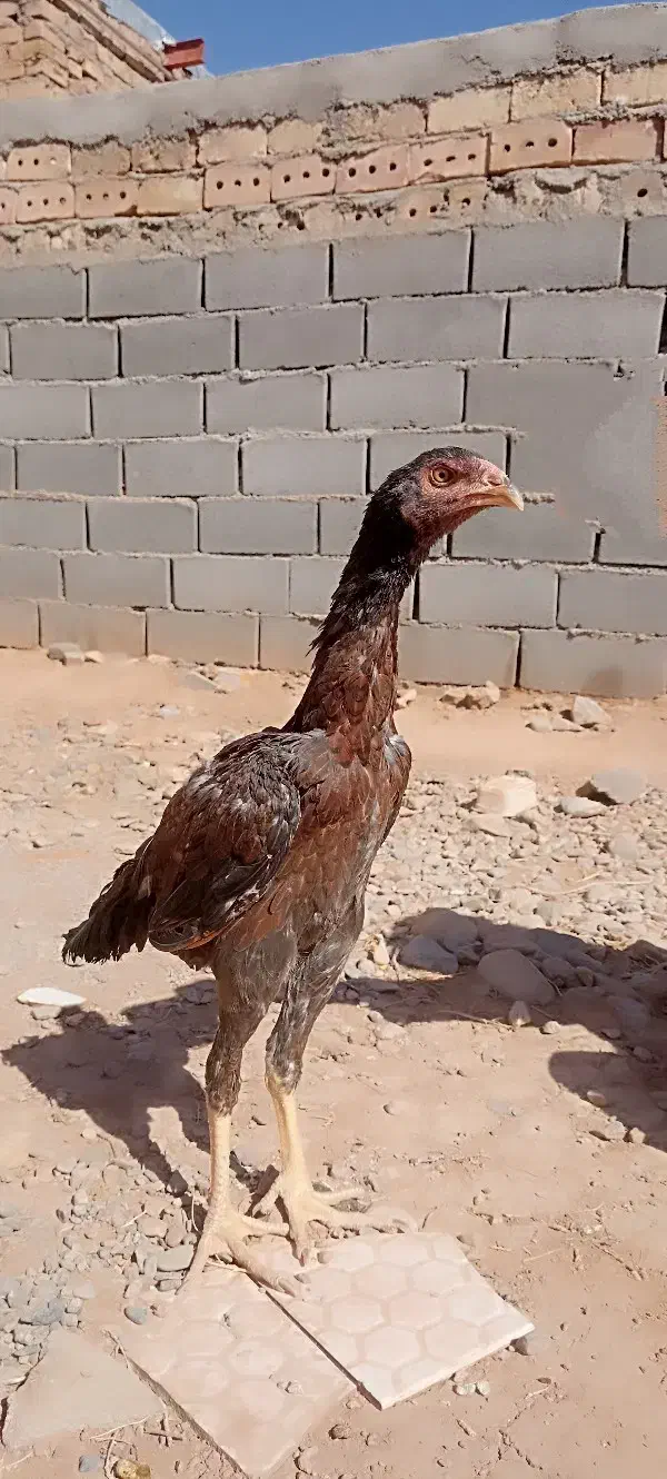 مرغ لاری|حیوانات مزرعه|تربت جام, میان جام|دیوار