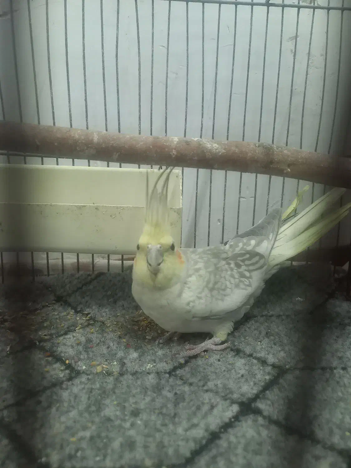 عروسی هلندی|پرنده|گیلوان, |دیوار