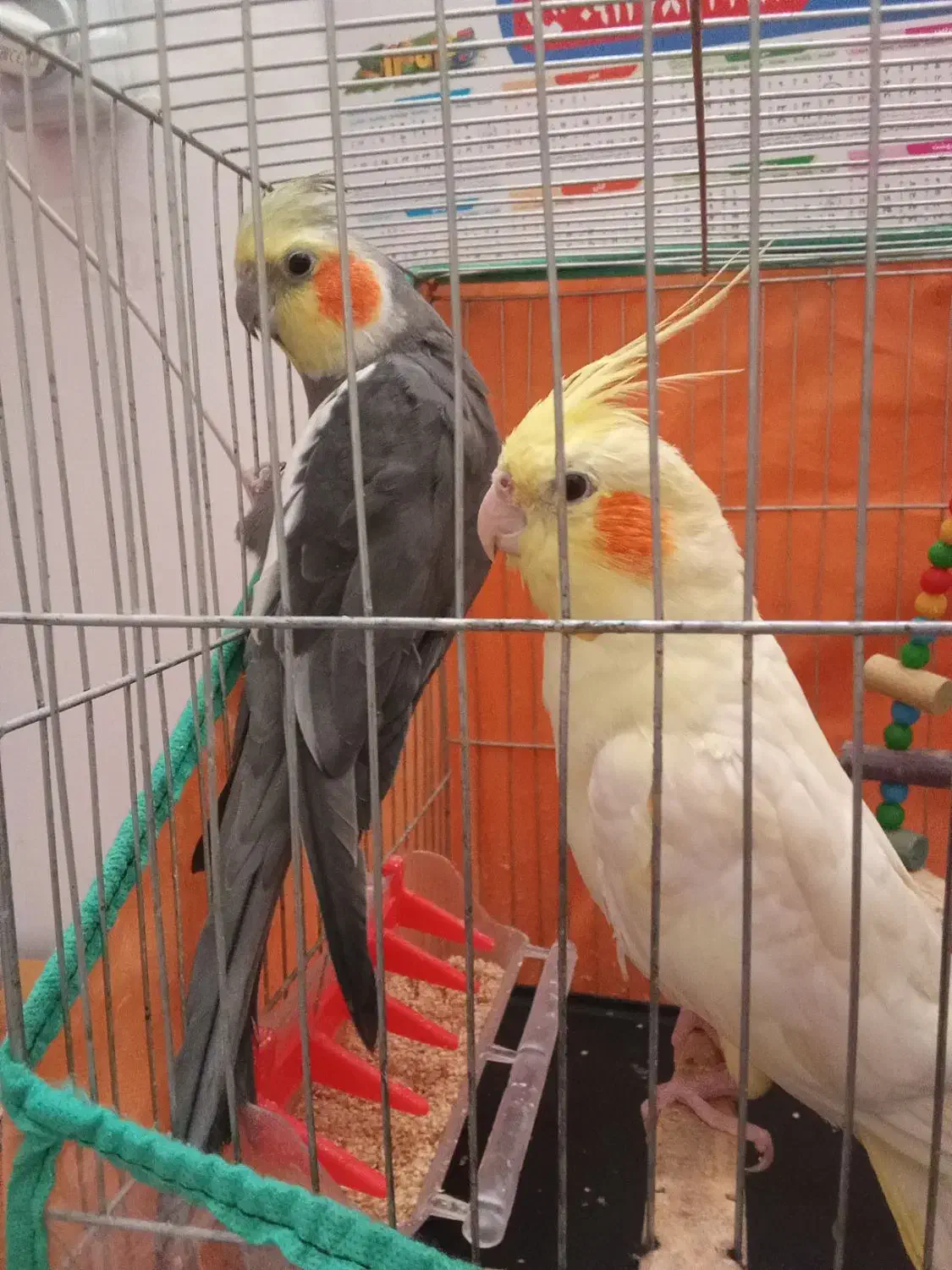 عروس هلندی|پرنده|قیدار, |دیوار