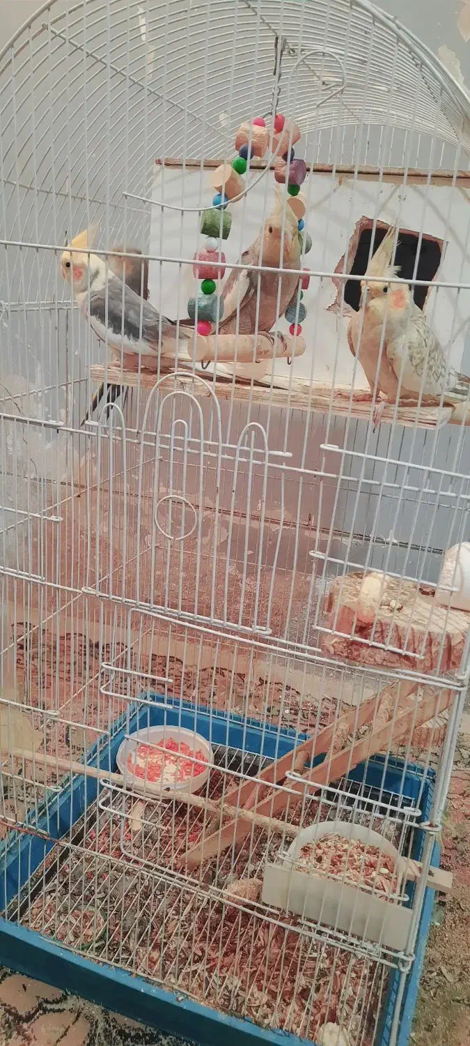 عروس هلندی|پرنده|زابل, |دیوار