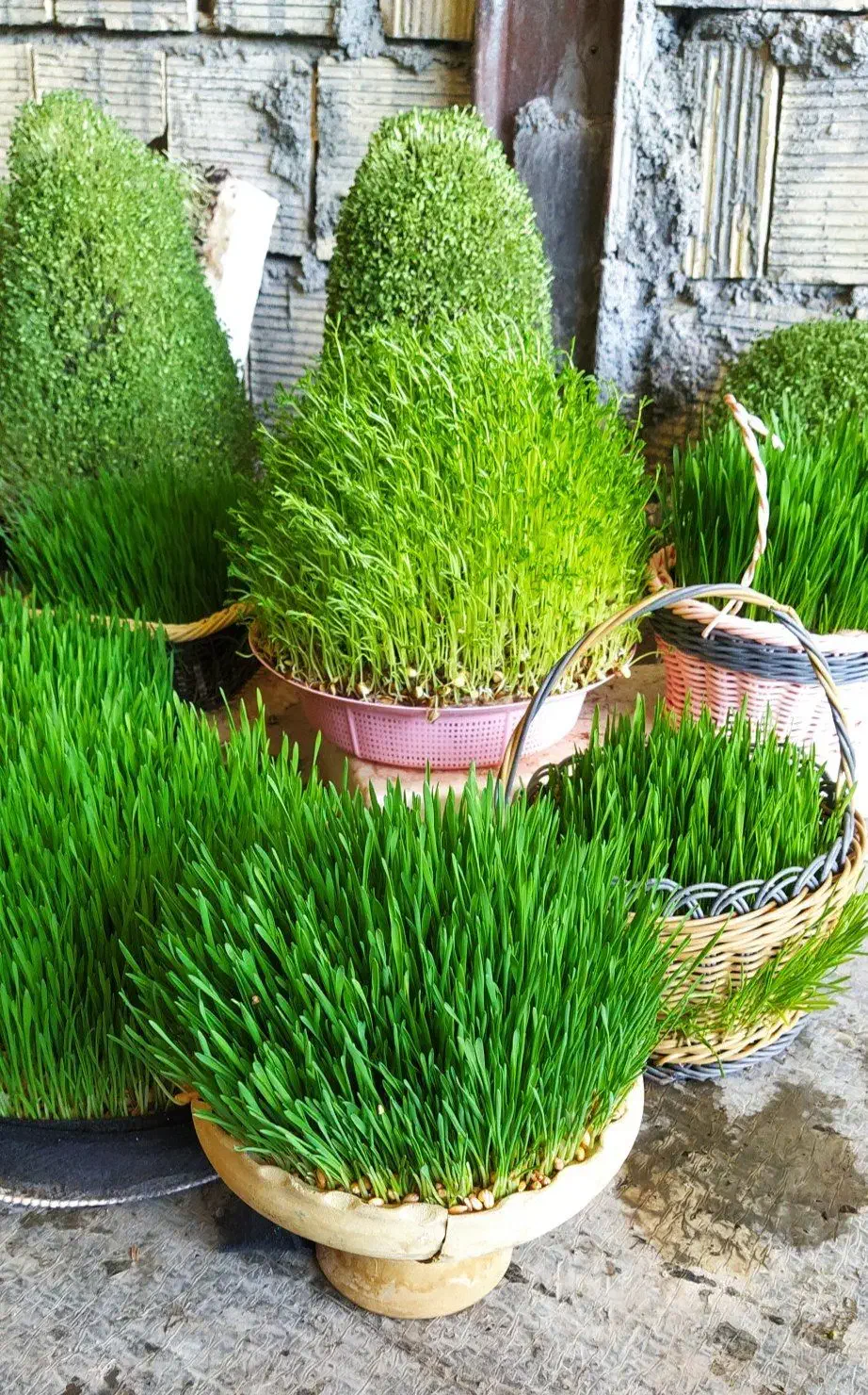 سبزه عروس و مراسمات|گل و گیاه طبیعی|کوهدشت, |دیوار