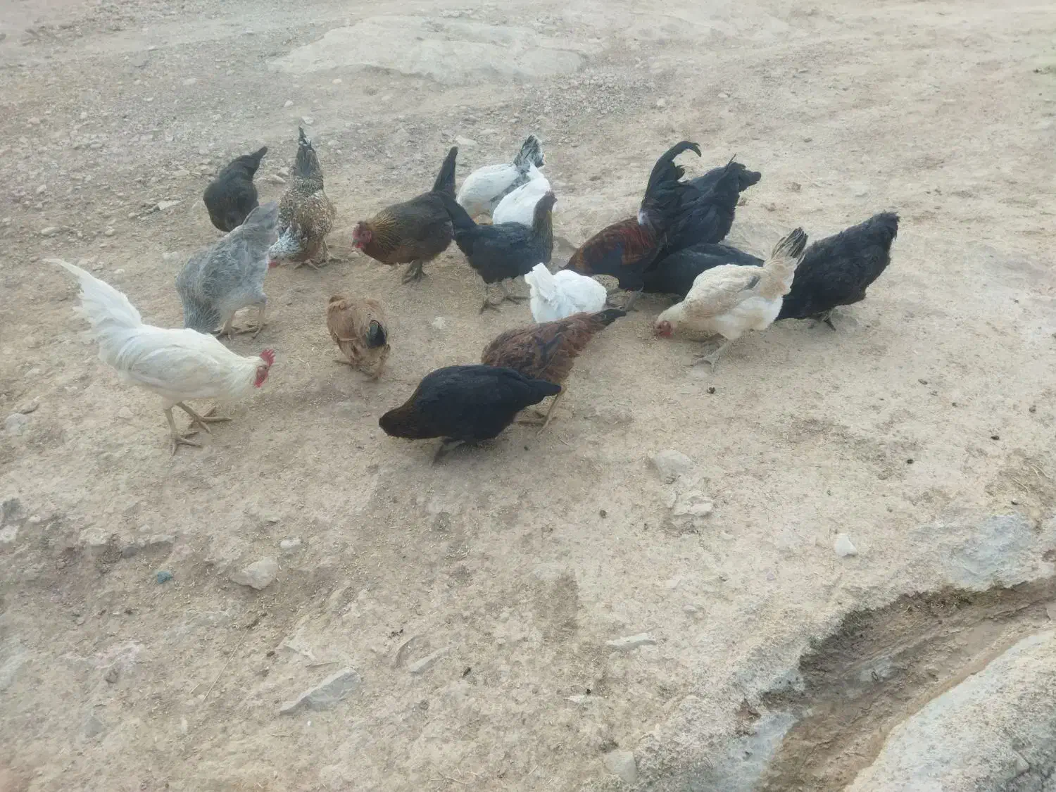 10عدد مرغ تخمگذار و1عدد خروس بفروش می رسد|حیوانات مزرعه|کوهدشت, |دیوار