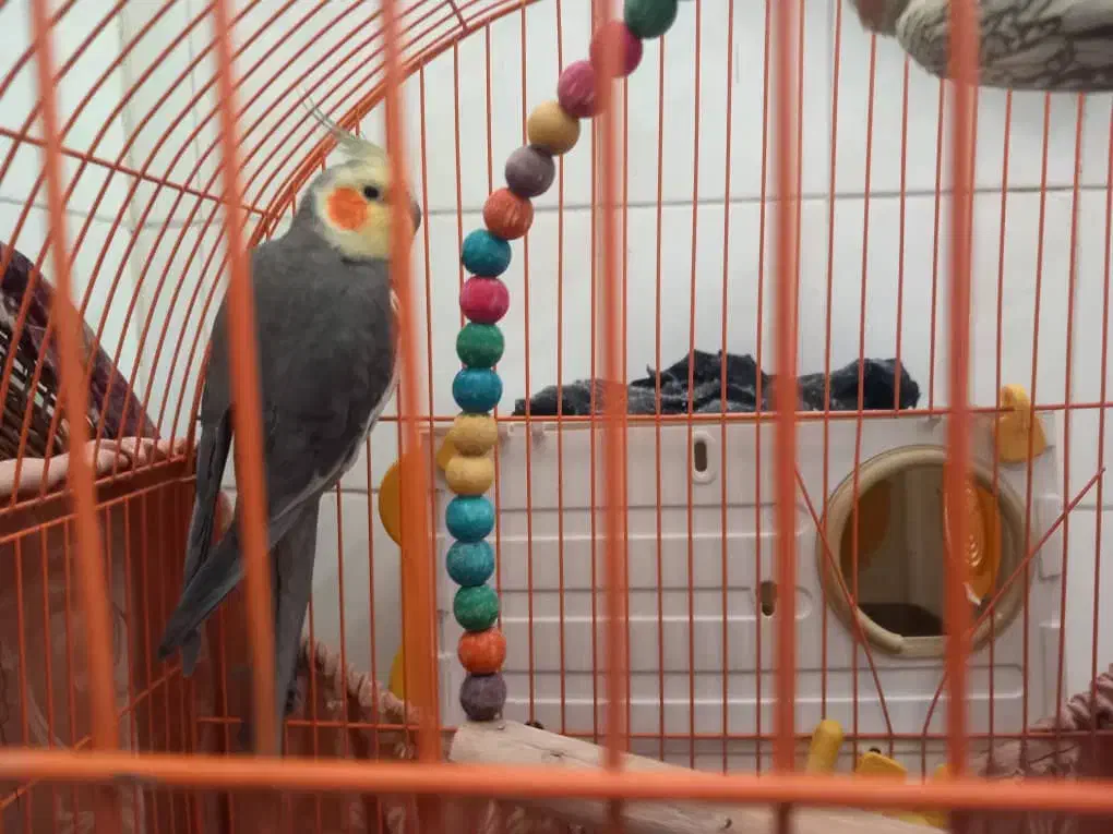 فروش عروس هلندی|پرنده|اندیمشک, |دیوار