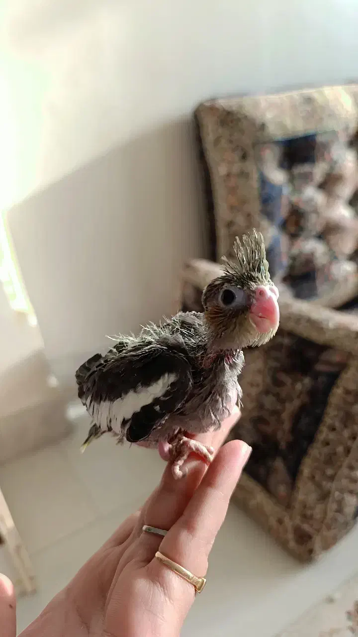 عروس هلندی|پرنده|محمدشهر, ولدآباد|دیوار