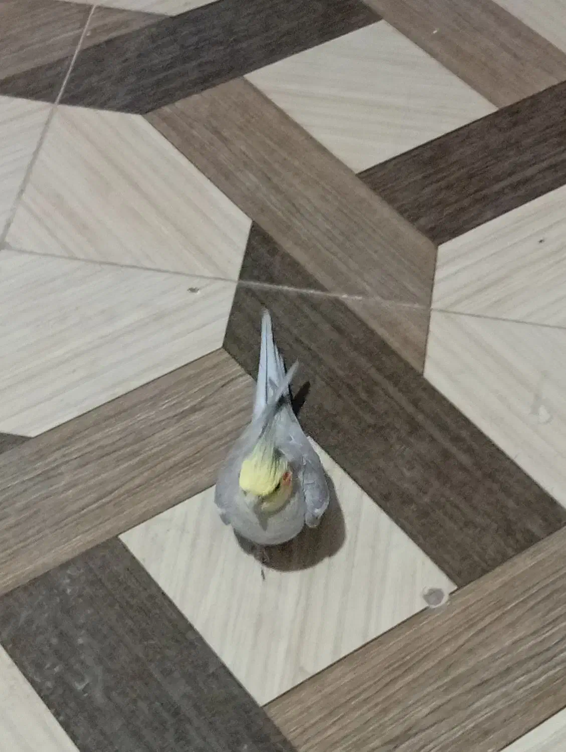 دو عدد عروس هلندی نر|پرنده|کنگاور, |دیوار