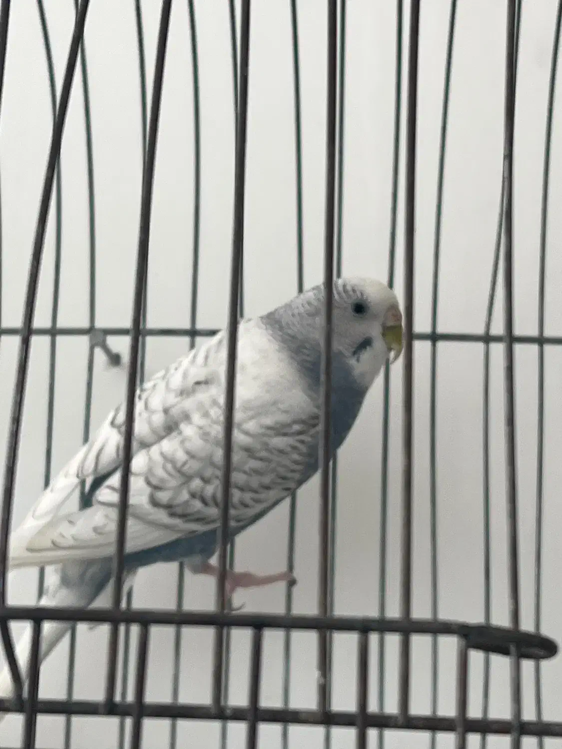 مرغ عشق|پرنده|پیرانشهر, |دیوار