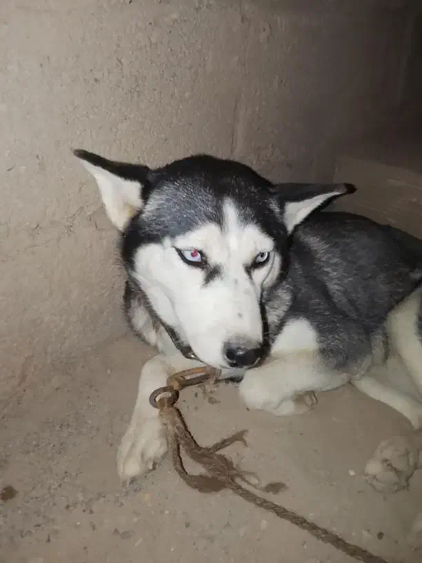 سگ هاسکی|سگ|عنبرآباد, |دیوار