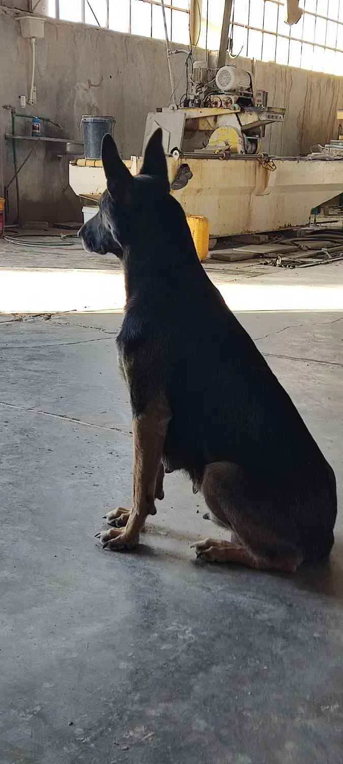 توله ژرمن دو رگه|سگ|آباده, |دیوار