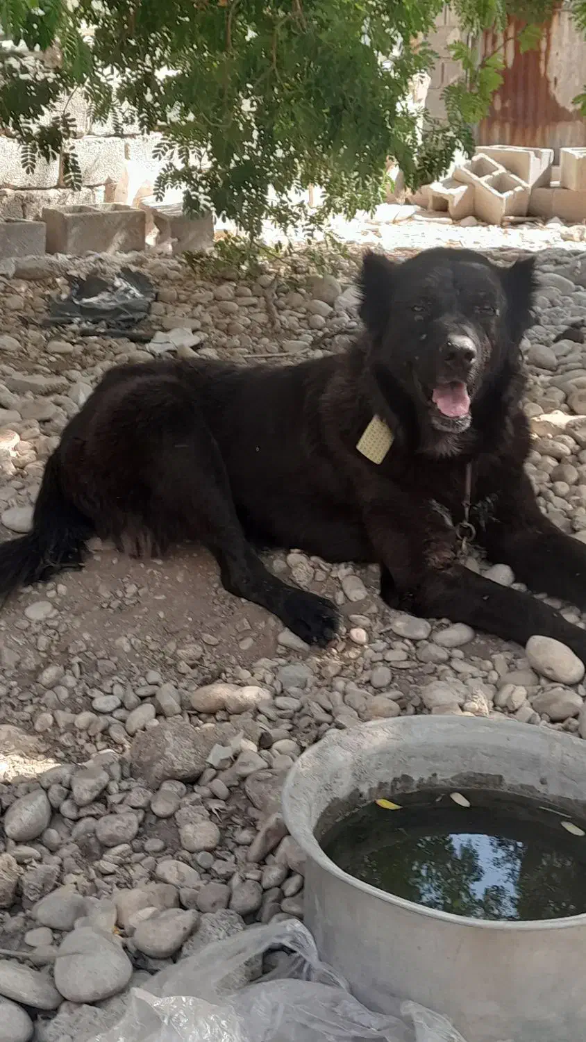 سگ قدریجونی اصیل|سگ|امیدیه, |دیوار