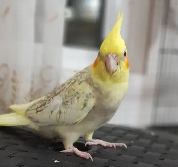 عروس هلندی نر گلباقالی مرواریدی|پرنده|شاهدشهر, |دیوار