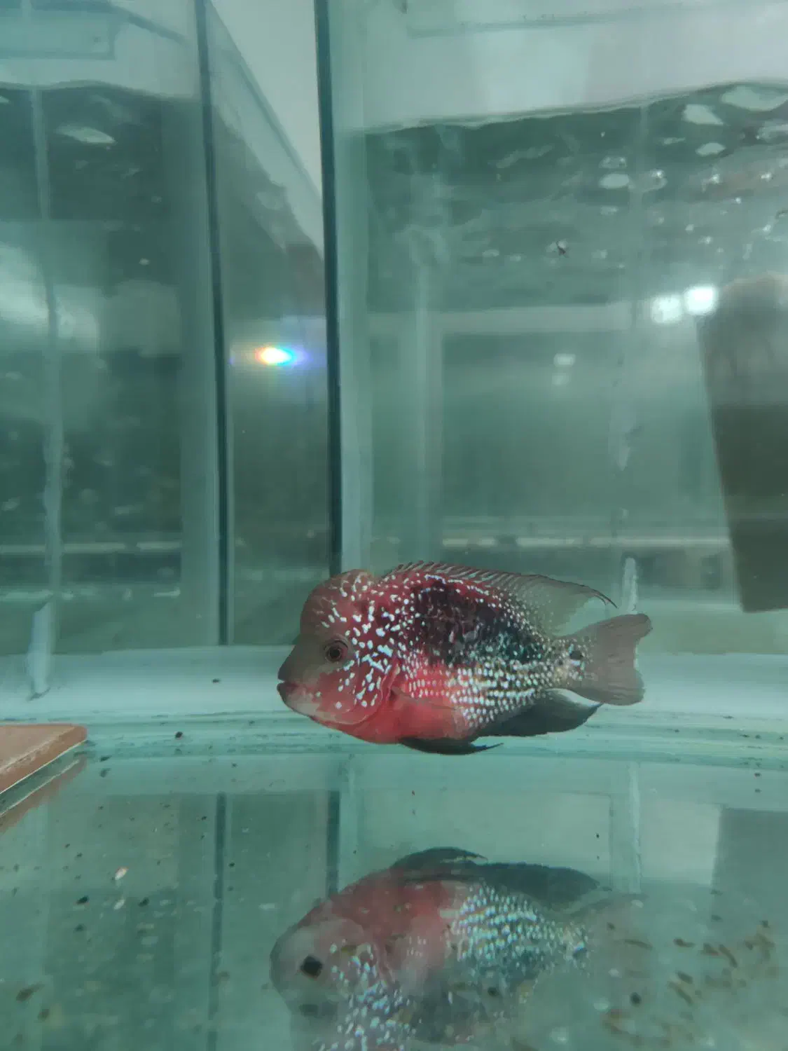 کامفا ردبیس|ماهی|اصفهان, قهجاورستان|دیوار