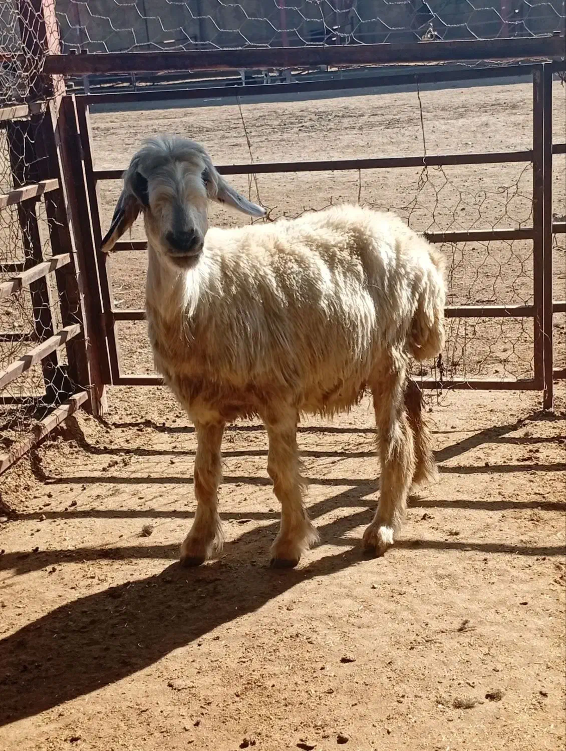 فروش میش بره دار و آبس|حیوانات مزرعه|گنبد کاووس, |دیوار