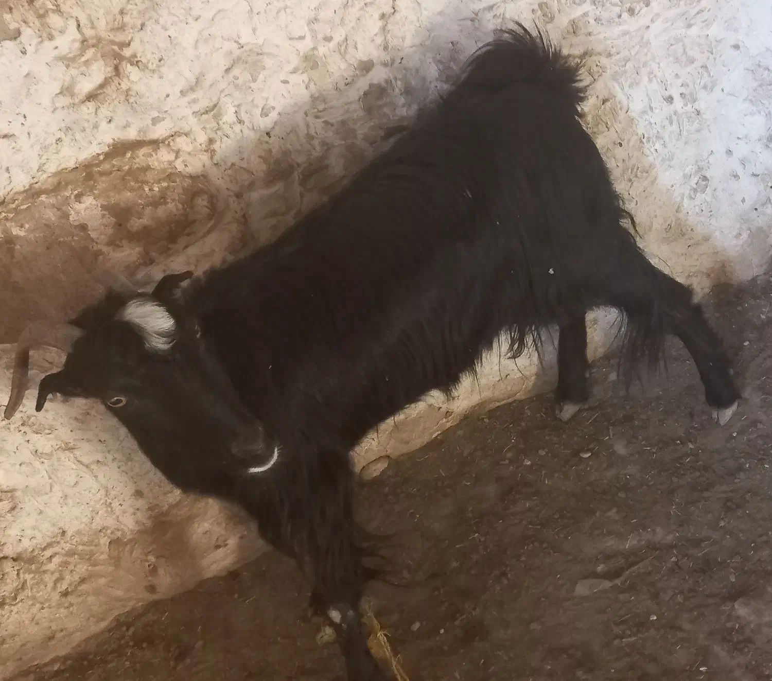 ..بز|حیوانات مزرعه|لامرد, |دیوار