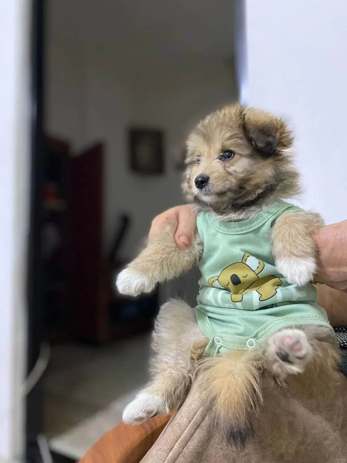 فروش پامرانین خرسی اصیل آموزشدیده با وسایل|سگ|ارومیه, |دیوار