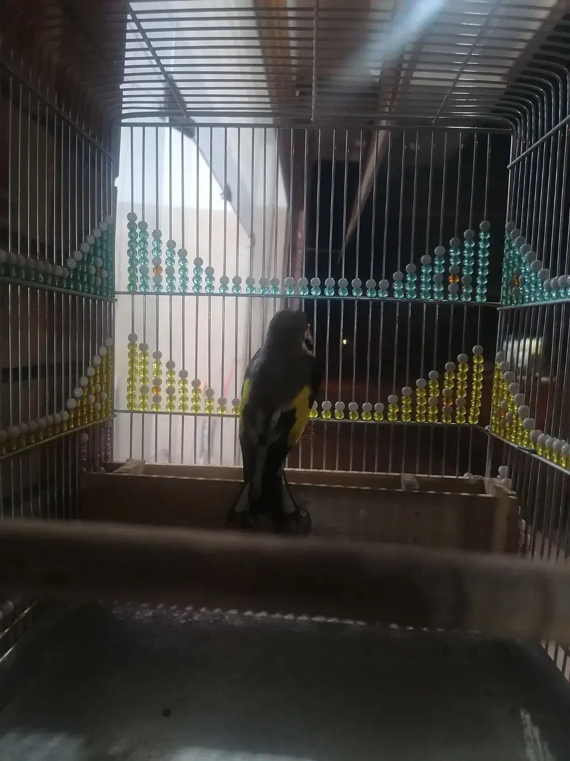 سهره بلند زیبا دم چتری نشون دار|پرنده|کرمان, |دیوار