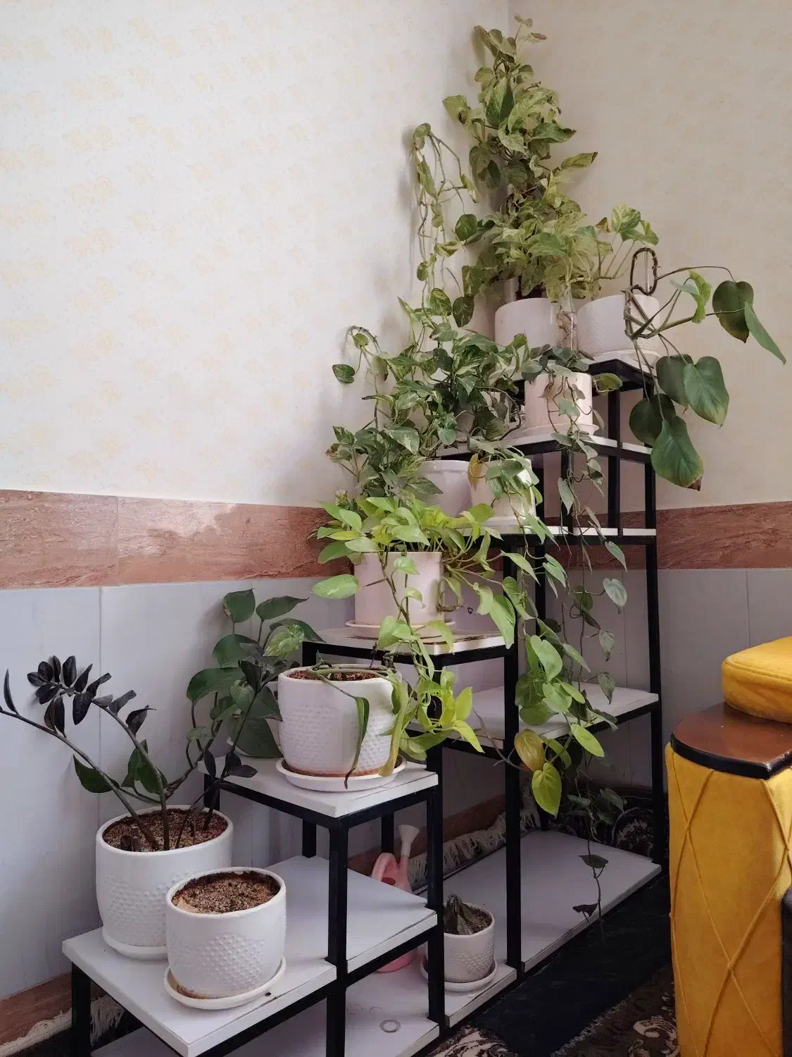 استند و گل|گل و گیاه طبیعی|بیرجند, |دیوار