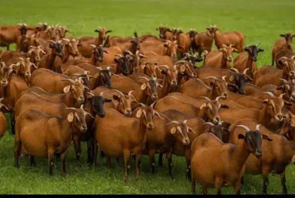 بز ماده آبستن ترکی ۳۰ راس|حیوانات مزرعه|سده (فارس), |دیوار