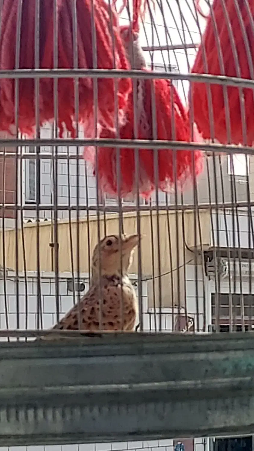 قناری خاکی|پرنده|بوشهر, |دیوار