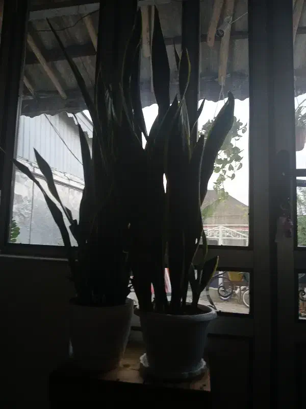 گلهای سانسوریا طلایی|گل و گیاه طبیعی|چوبر, |دیوار