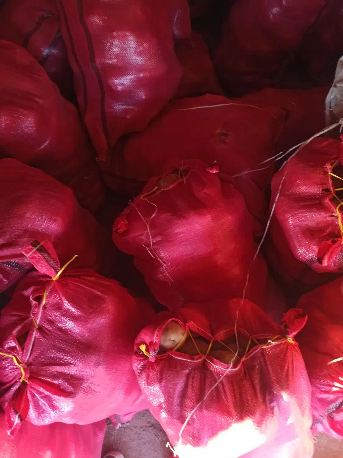 سیب زمینی|خدمات باغبانی و درختکاری|ایجرود, |دیوار