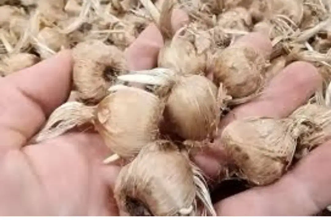 پیاز زعفران|گل و گیاه طبیعی|گناباد, |دیوار