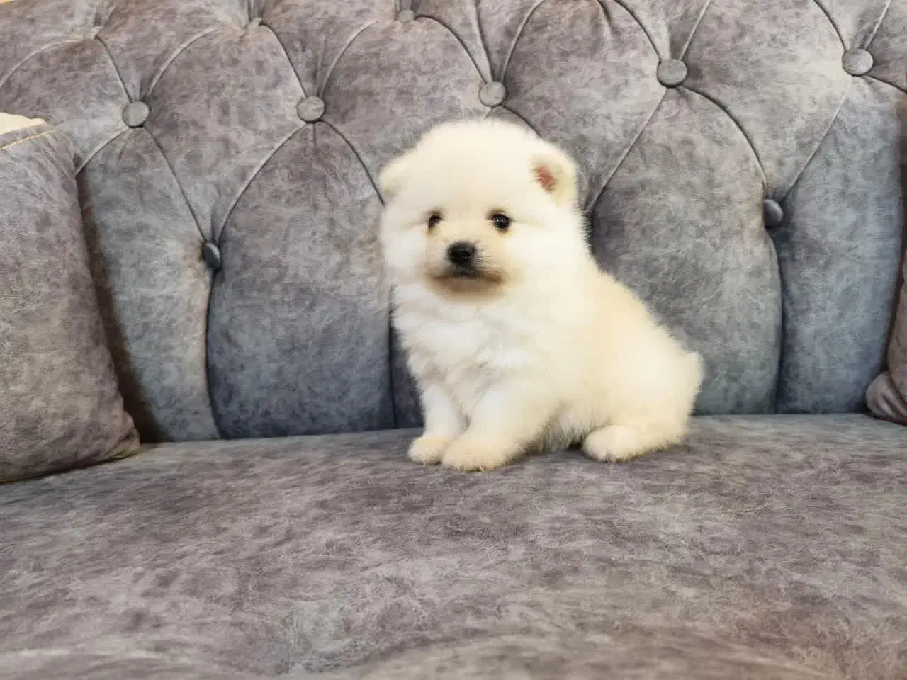 پامرانین سایز ریزتضمینی|سگ|کرج, گوهردشت|دیوار