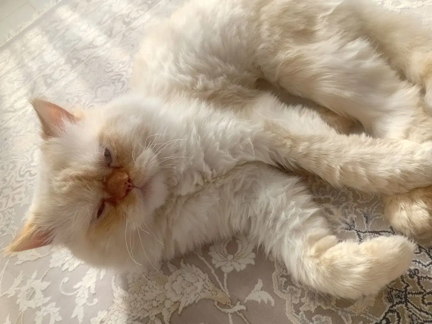 گربه اصیل پرشین|گربه|ورامین, ورامین|دیوار