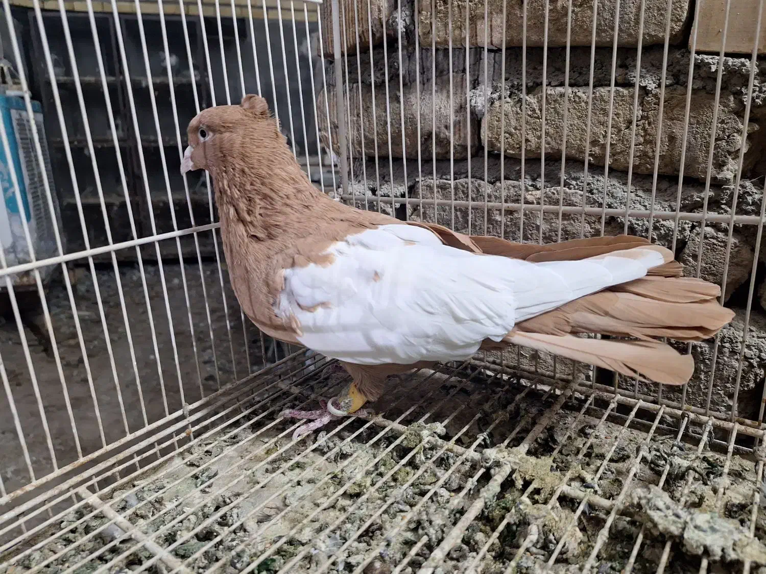 ماده زرد کت سفید ۴۰ سانتی|پرنده|مشهد, رضاییه|دیوار