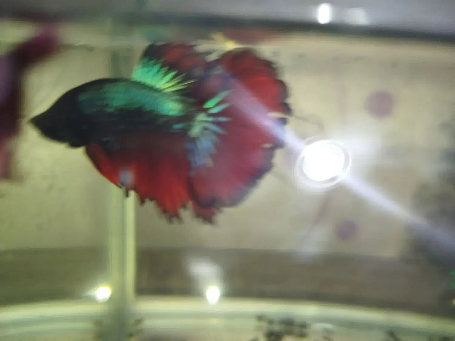 فایتر نر و ماده|ماهی|کرمانشاه, |دیوار